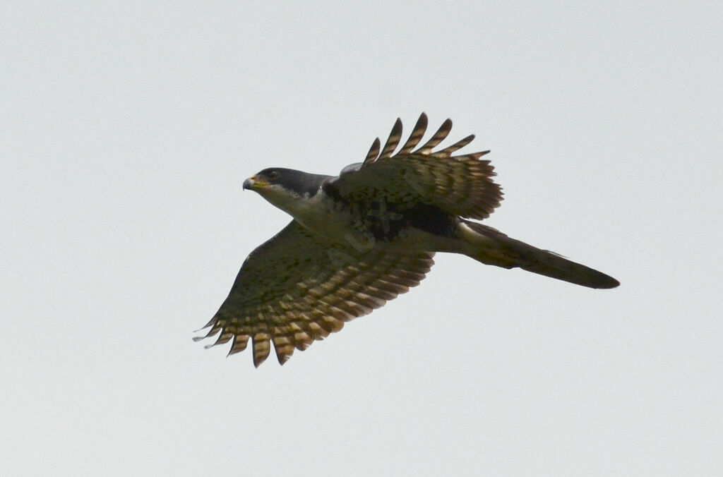 Black Sparrowhawkadult, identification