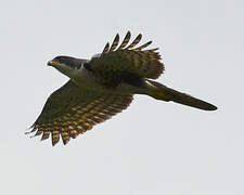 Black Sparrowhawk