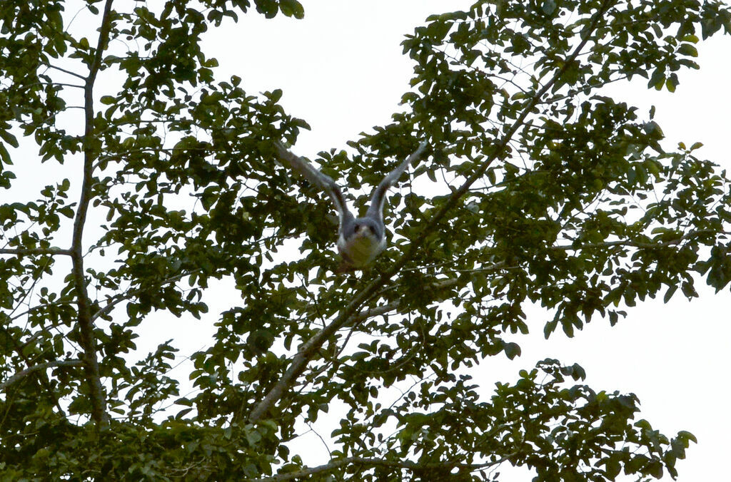 Black Sparrowhawk, Behaviour