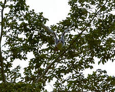 Black Sparrowhawk