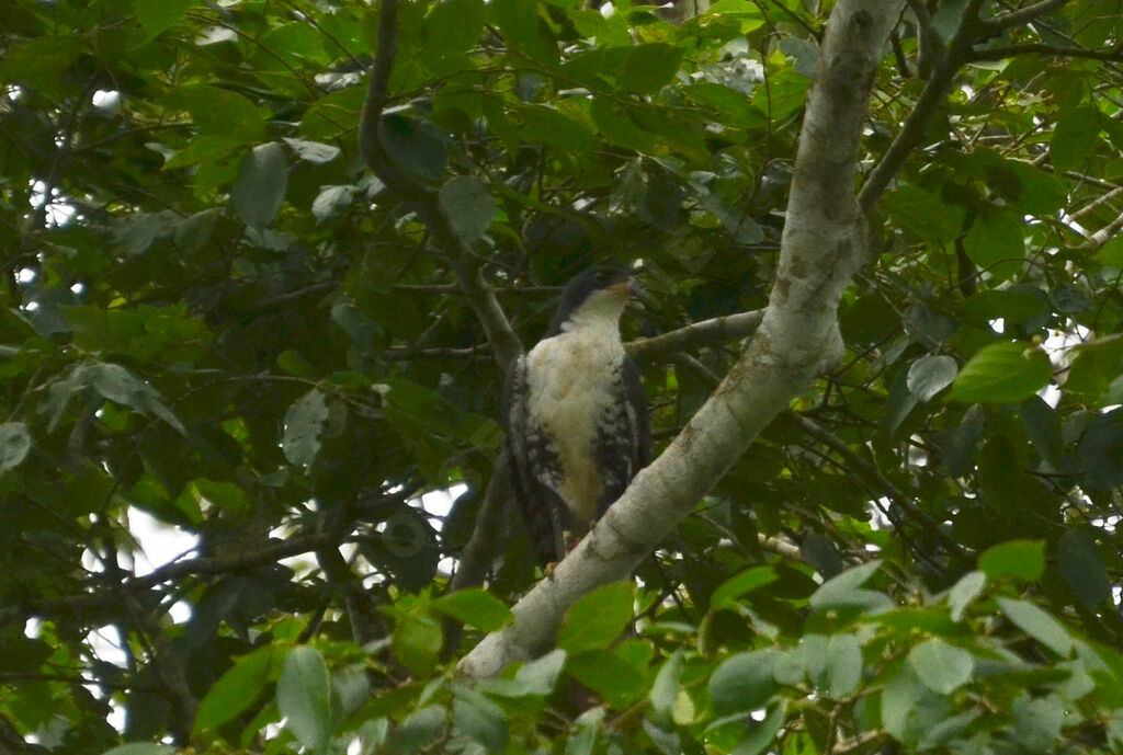 Autour noiradulte, identification