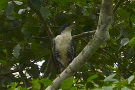 Black Sparrowhawk