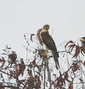 Black Sparrowhawk