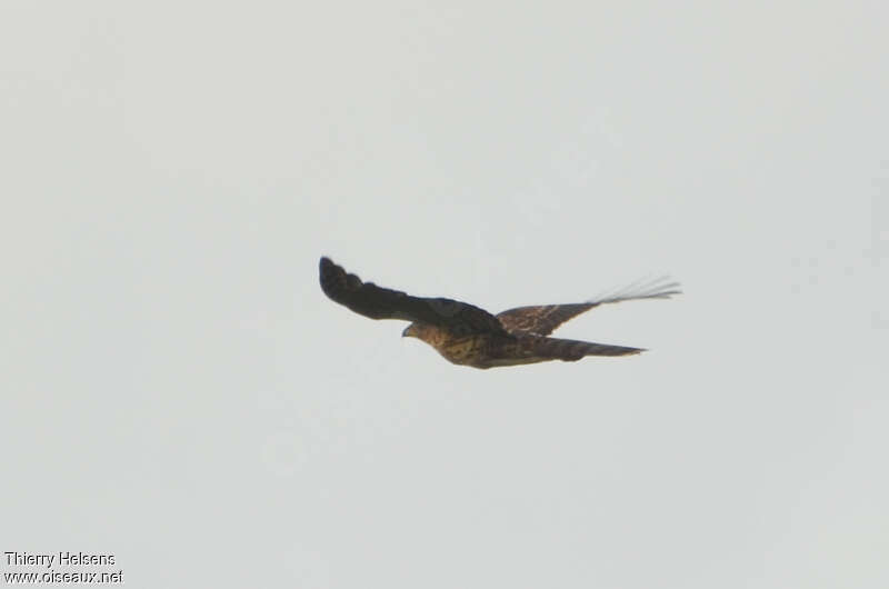 Black Sparrowhawkjuvenile, Flight