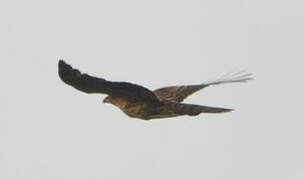 Black Sparrowhawk