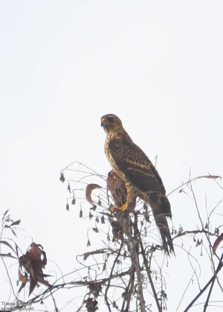 Black Sparrowhawkjuvenile, identification