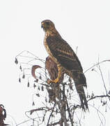 Black Sparrowhawk