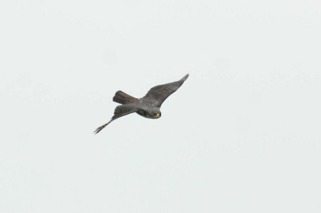 Black Sparrowhawk male adult, Flight, fishing/hunting