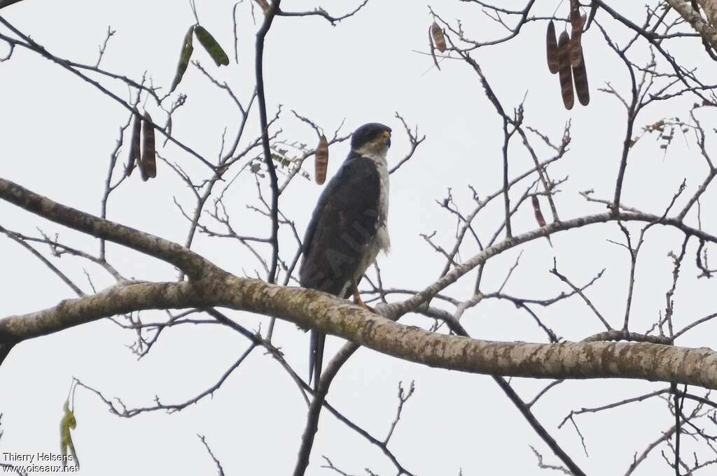 Autour noiradulte, identification