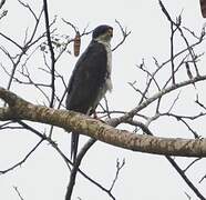 Black Sparrowhawk