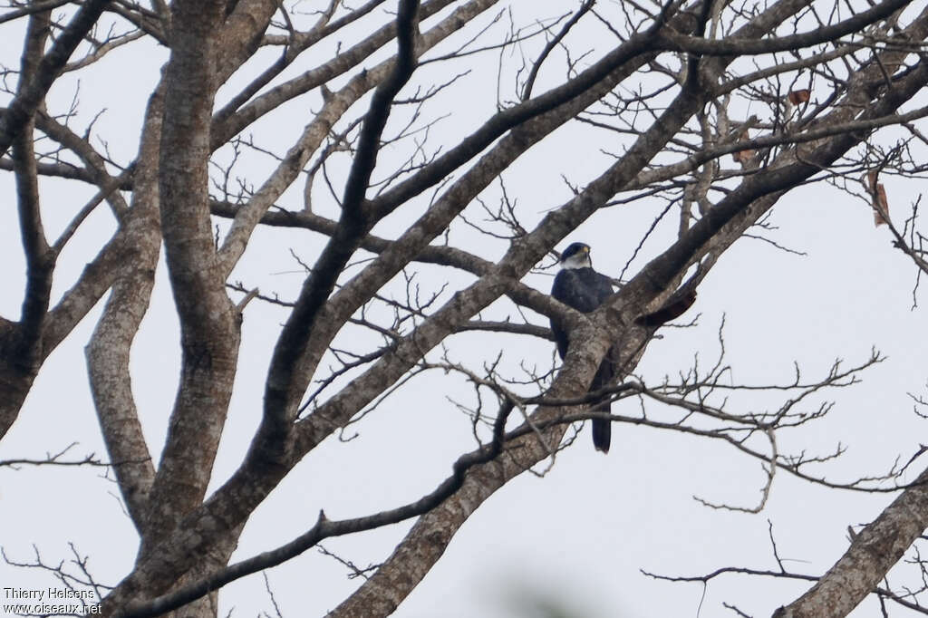 Black Sparrowhawkadult, habitat