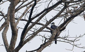 Black Sparrowhawk