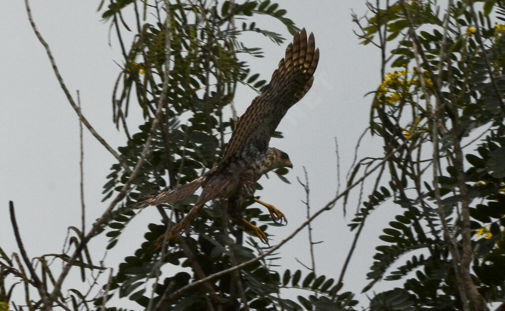 Autour noirimmature, identification