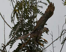 Black Sparrowhawk