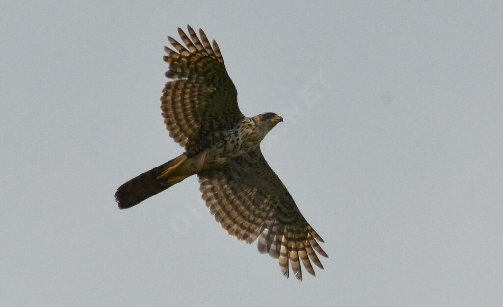 Autour noirimmature, identification