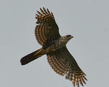 Black Sparrowhawk