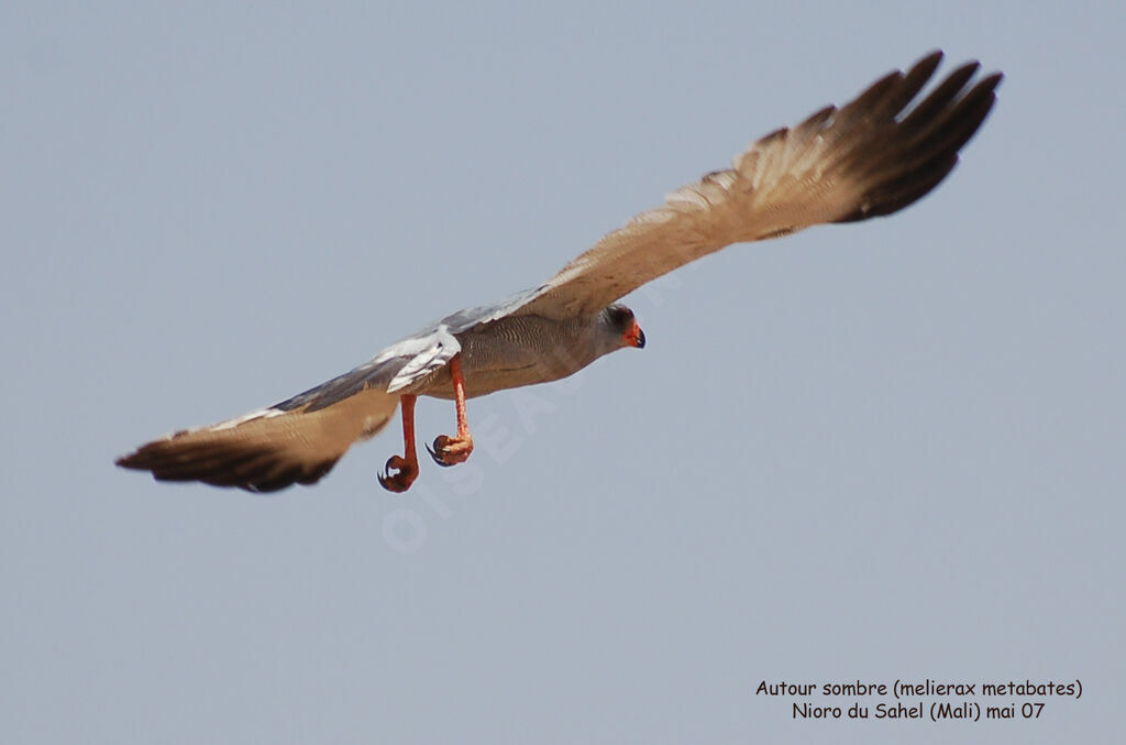 Dark Chanting Goshawkadult