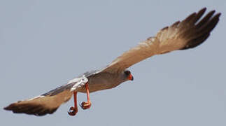 Dark Chanting Goshawk