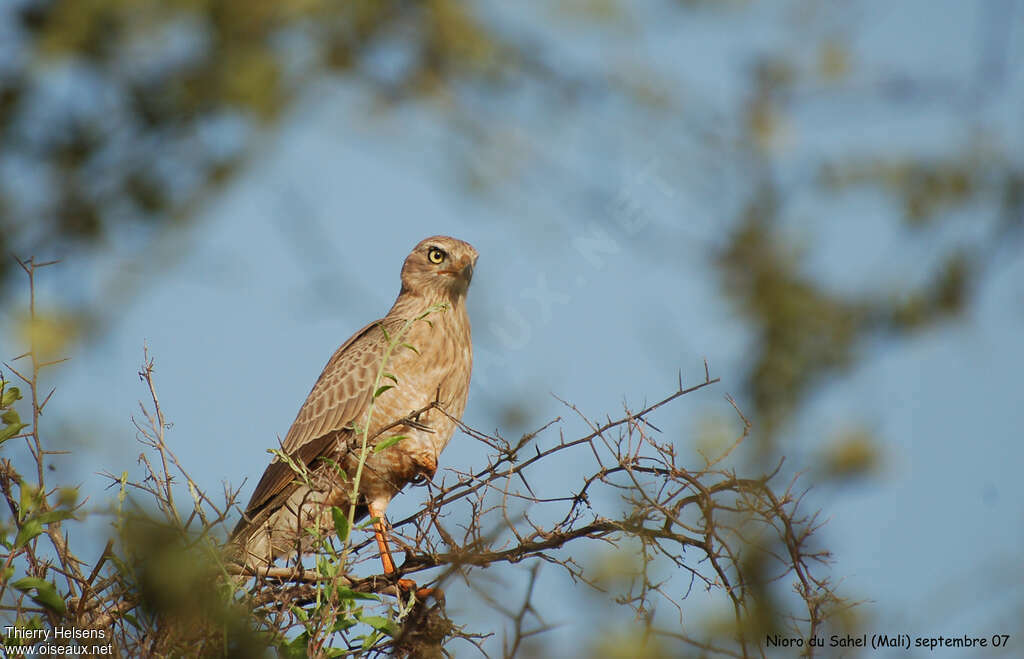 Dark Chanting GoshawkFirst year