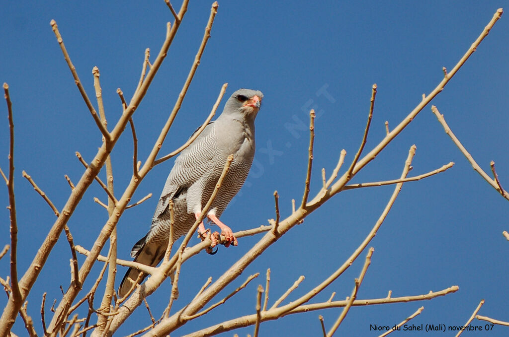 Dark Chanting Goshawkadult