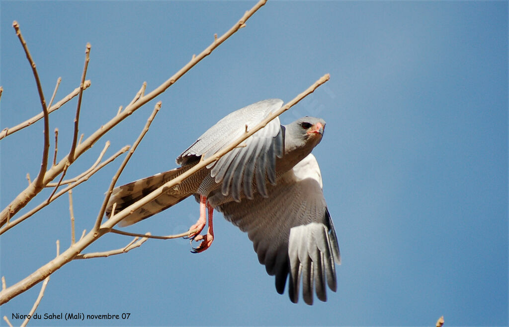 Dark Chanting Goshawkadult