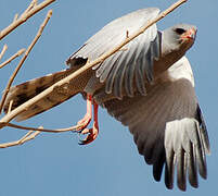 Dark Chanting Goshawk