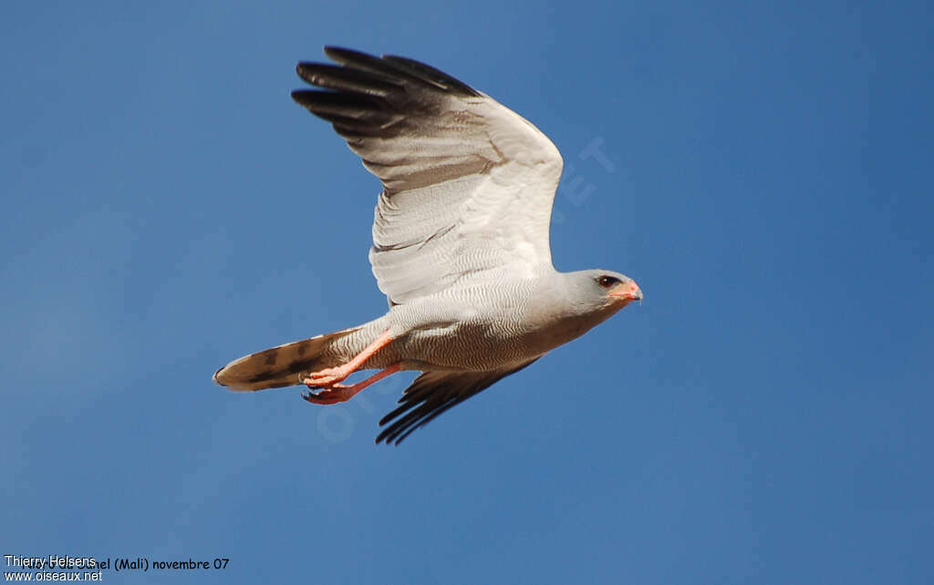 Dark Chanting Goshawkadult