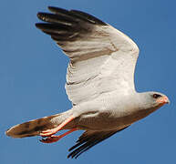 Dark Chanting Goshawk