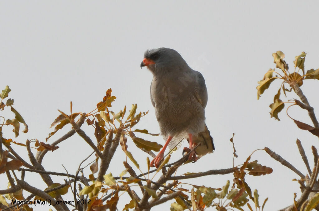 Dark Chanting Goshawkadult, identification