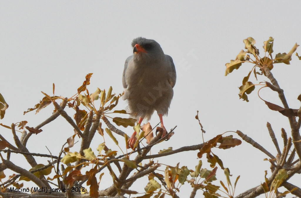 Dark Chanting Goshawkadult, identification