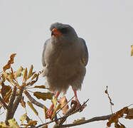 Dark Chanting Goshawk