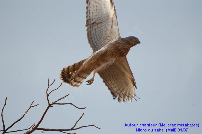 Dark Chanting GoshawkFirst year