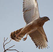 Dark Chanting Goshawk