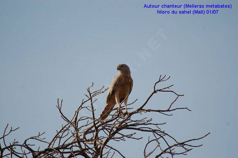 Dark Chanting GoshawkFirst year