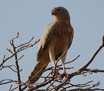 Dark Chanting Goshawk