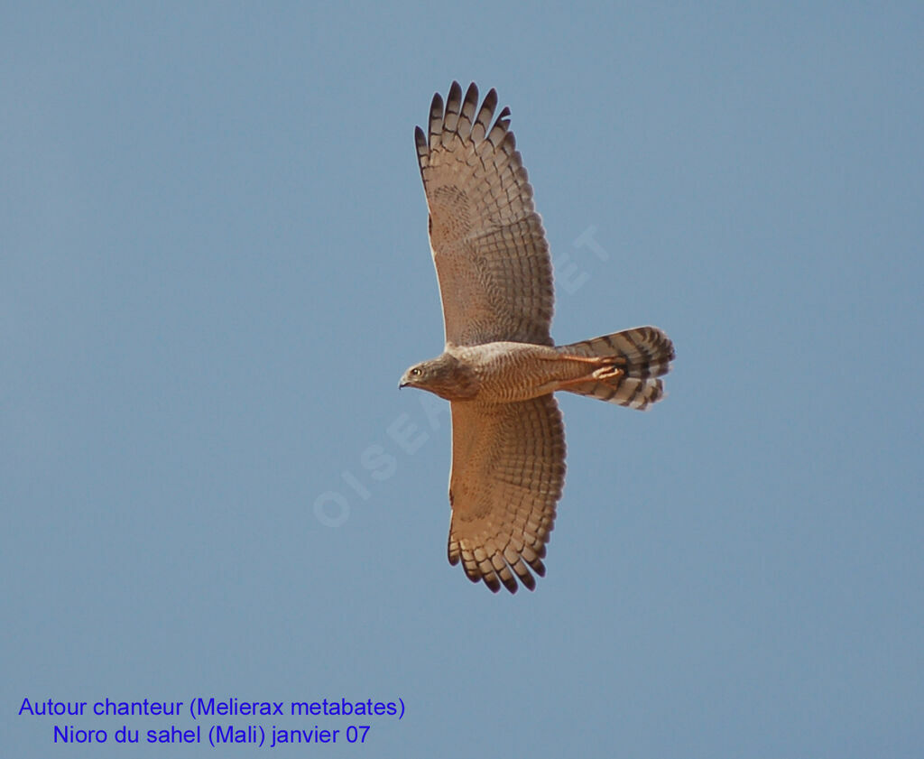 Dark Chanting GoshawkFirst year