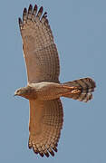 Dark Chanting Goshawk