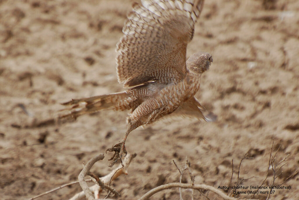 Dark Chanting GoshawkFirst year