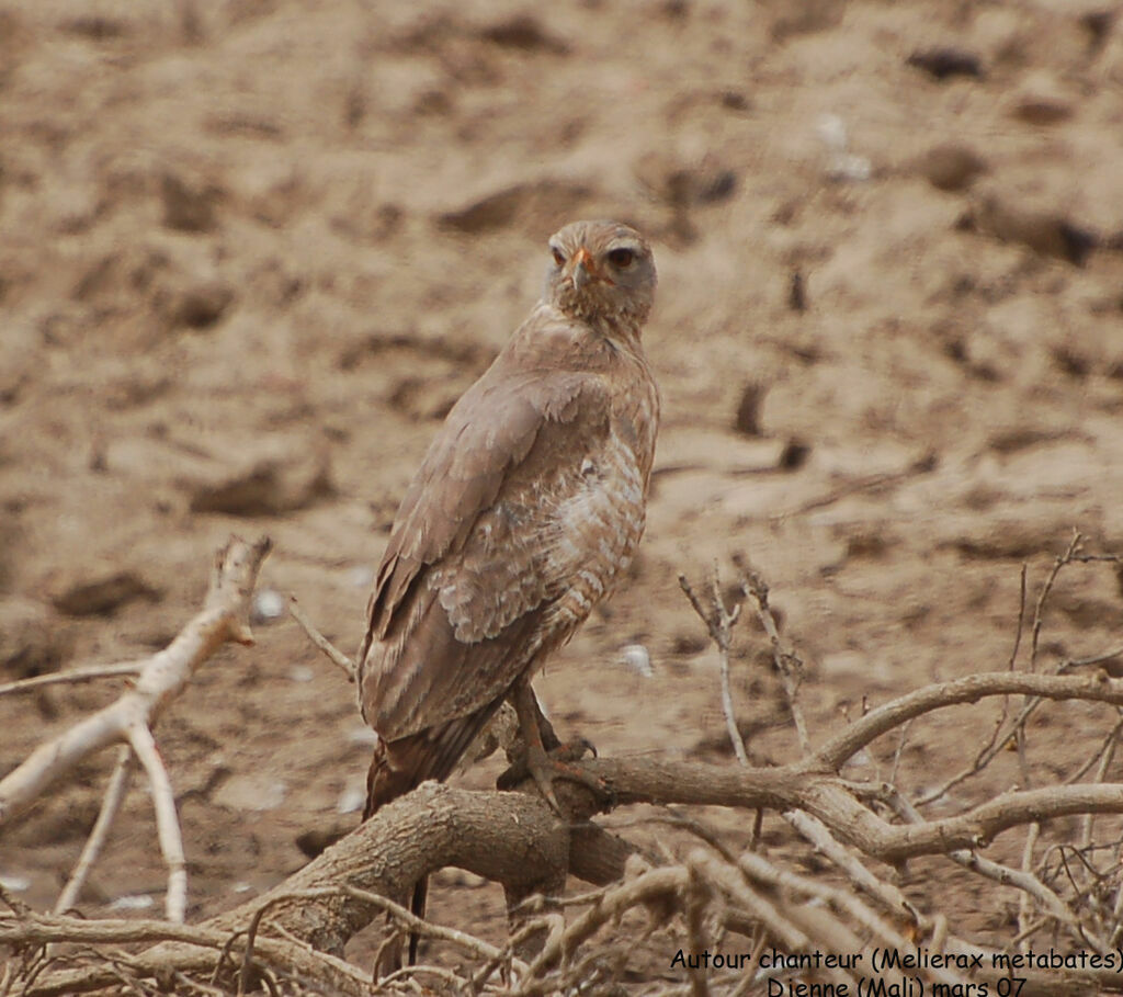 Dark Chanting GoshawkFirst year