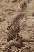 Dark Chanting Goshawk