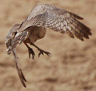 Dark Chanting Goshawk