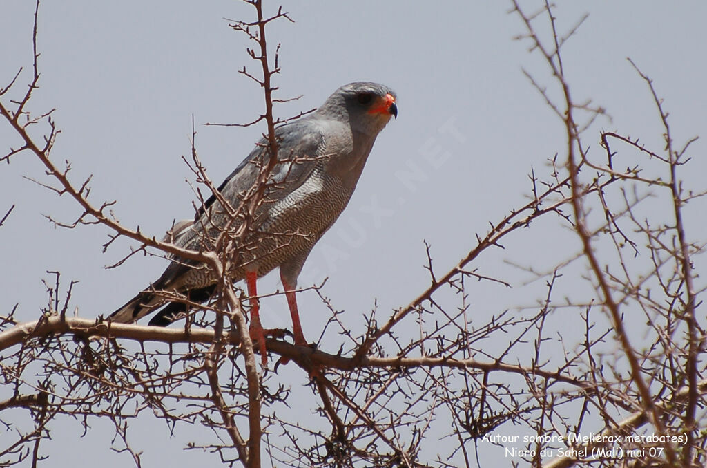 Dark Chanting Goshawkadult