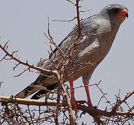 Dark Chanting Goshawk