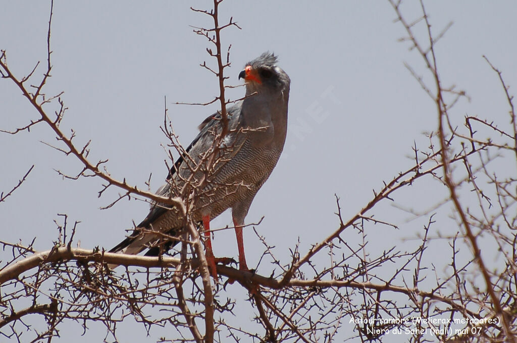 Dark Chanting Goshawkadult