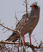 Dark Chanting Goshawk