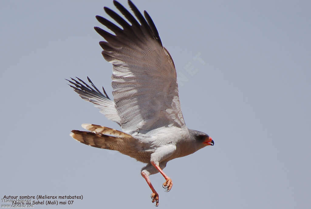 Autour sombreadulte, Vol, pêche/chasse
