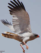 Dark Chanting Goshawk