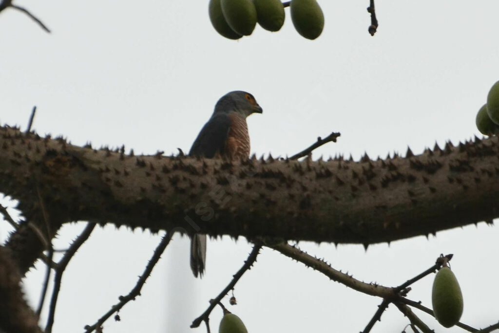 Autour tachiro mâle adulte, identification