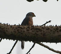 African Goshawk