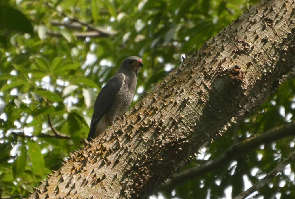 Autour unibandeadulte, identification